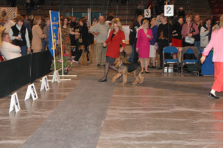 #267 Tanyetta Paradym Scotch N Soda, winning Best Puppy in Sweepstakes