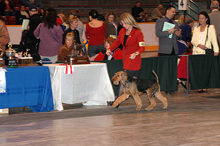 #267 Junior Puppy Dog - Tanyetta Paradym Scotch N Soda, 'Gus', bred/owned by John Ross and Kelly Wood