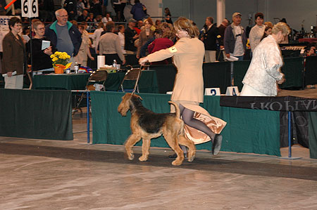 #334 Bred by Exhibitor - Amberland's King's Cross, bred/owned by Eva Murphy