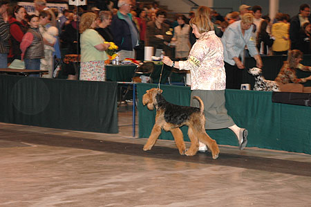 #232 - 12-18 Month Bitch - Debonaire Frankly My Dear, bred/owned by Debbie Klemp