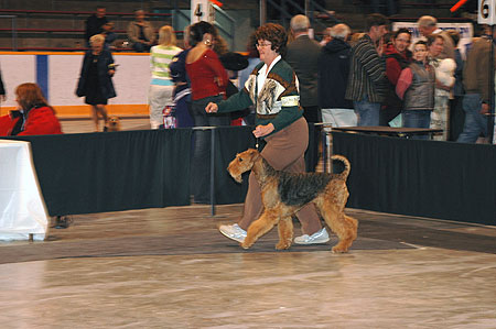 #244 15-18 Month Bitch - Traymar Aireforce Pierce Arrow, bred/owned by Liz Bishop and Margo Dupre