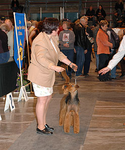 #157 Bred by Exhibitor - Inglevalley Vintage Lace, bred/owned by Marian Murray-Domanski