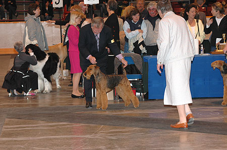 #223 Open Bitch Class - Inglevalley's Royal Reflection, bred by Marian Murray-Domanski, owned by Debby Spendolini